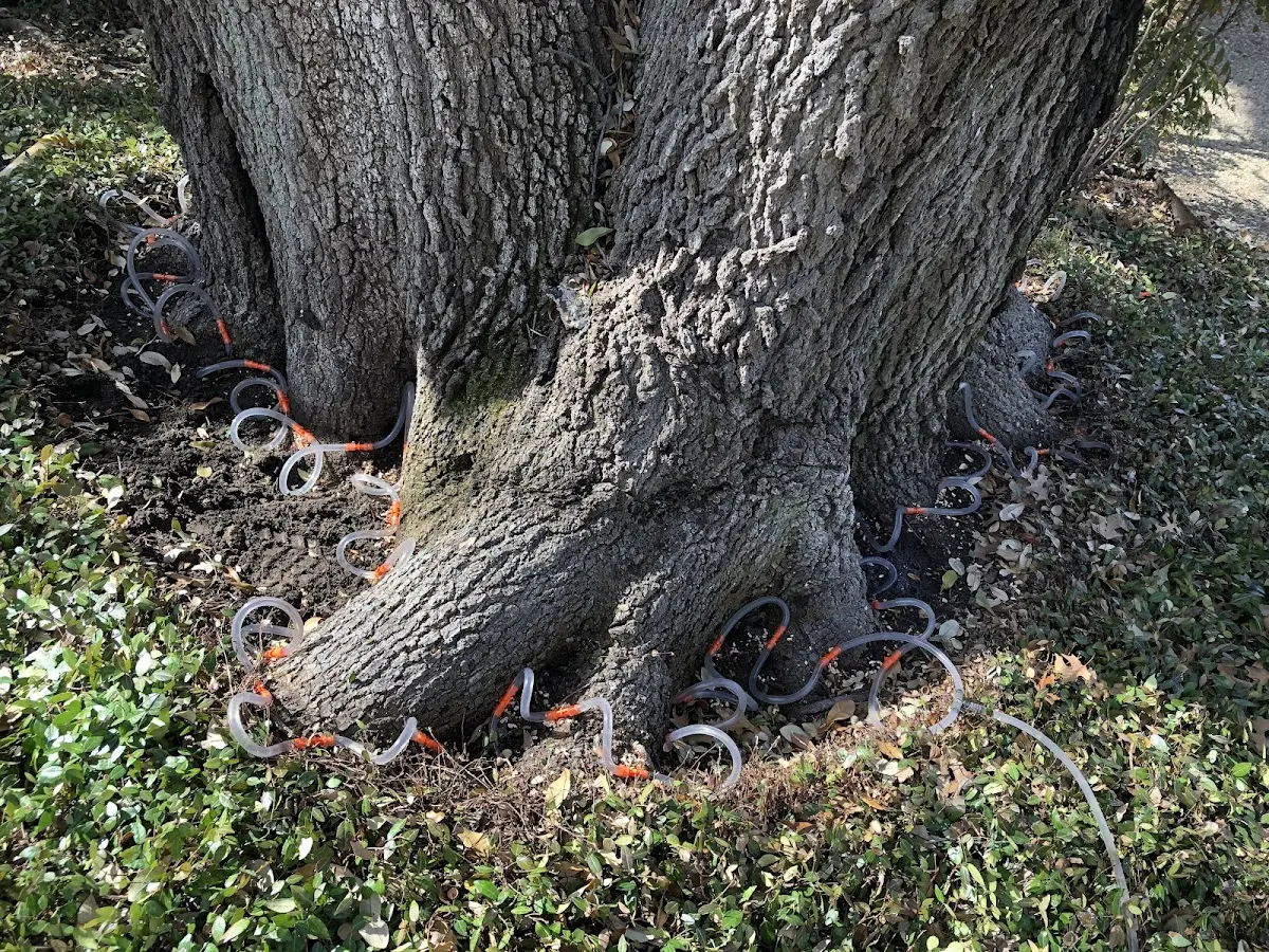 Detailed Tree Cabling and Bracing job site in Salt Flat