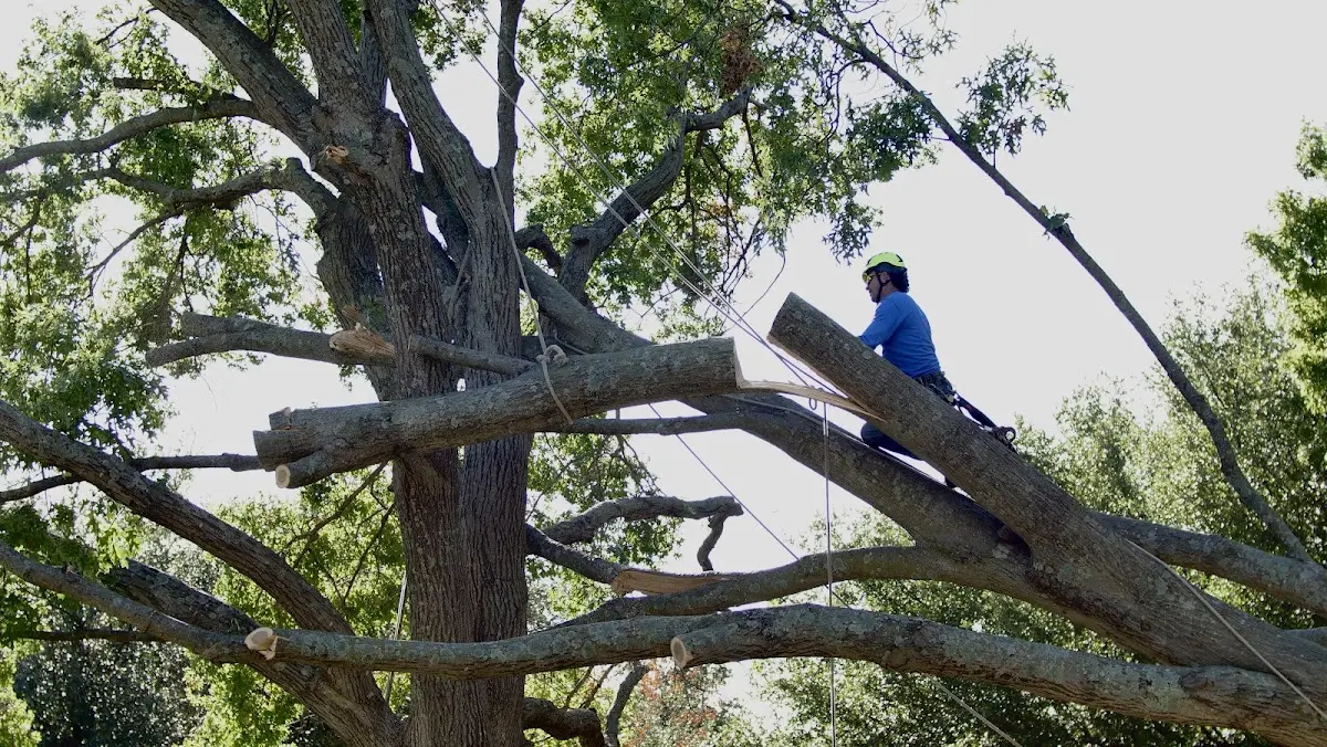Professional Crown Thinning performed by certified arborists in Salt Flat